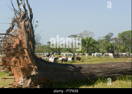 Caida Castanheira e creazione di capi di bestiame nella zona disboscata amazon - acro Foto Stock