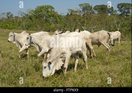 Creazione di capi di bestiame nella zona disboscata amazon - acro Foto Stock