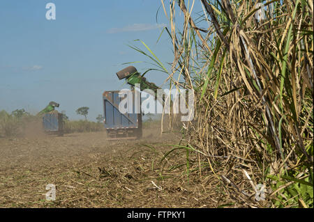 La raccolta meccanica di zucchero di canna in rurale Capixaba Foto Stock