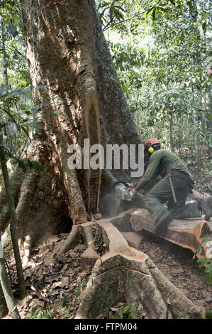 Tagliare tree - progetto di insediamento Chico Mendes - estrattiva piantagione di gomma cascata Foto Stock