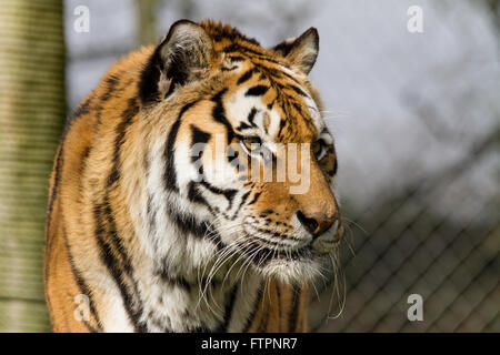 Un Amur tigre maschio in un zoo. Foto Stock