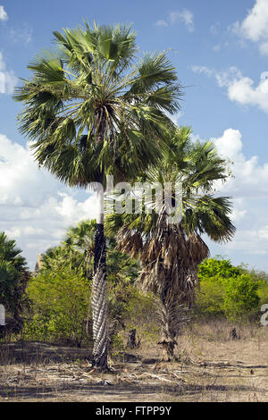 Cera carnauba palme nella boccola del Ceara entroterra Foto Stock