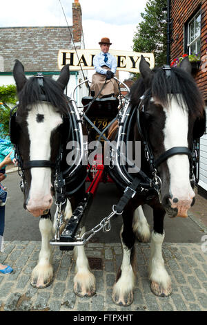 Shire cavalli, Monty e Winston, tirando il Harveys dray carrello, Lewes East Sussex, England Regno Unito Foto Stock