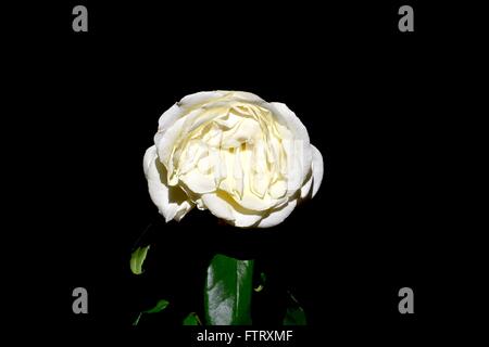 Appassì rosa bianca su sfondo nero. Foto Stock