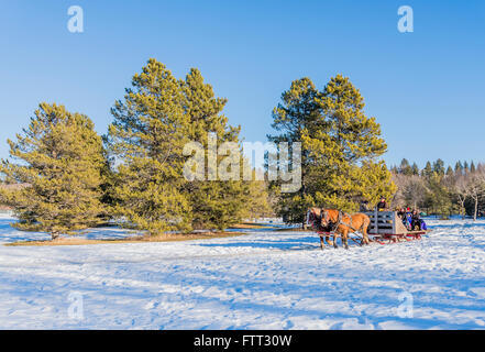 Slitta trainata da cavalli ride, Silver Skate Festival, Hawrelak Park, Edmonton, Alberta, Canada Foto Stock