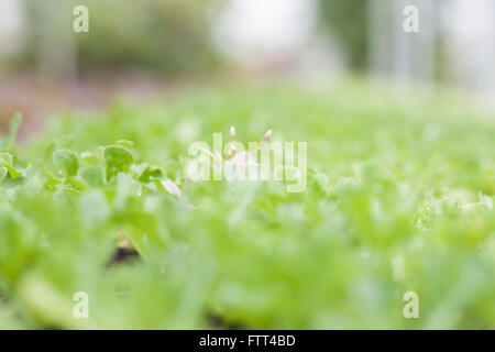 Giovani pianta verde in azienda agricola biologica, stock photo Foto Stock