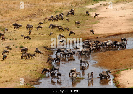 Blue Gnu (Connochaetes taurinus) e Zebra (Equus quagga) raccogliere per acqua ad una essiccazione fino in riva al fiume in Tarangire Nationa Foto Stock