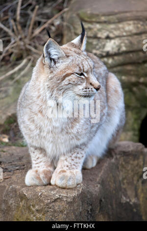 Un unico lince europea seduto su una roccia Foto Stock