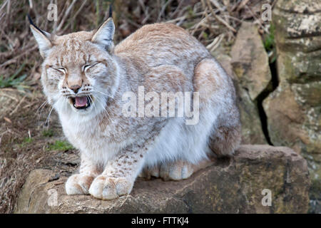 Un unico lince europea sbadigli Foto Stock
