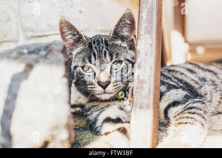 Striped tabby Gatto sdraiato a guardare la fotocamera in appoggio la sua testa contro un gradino in quanto i colleghi intorno a una trave di legno Foto Stock