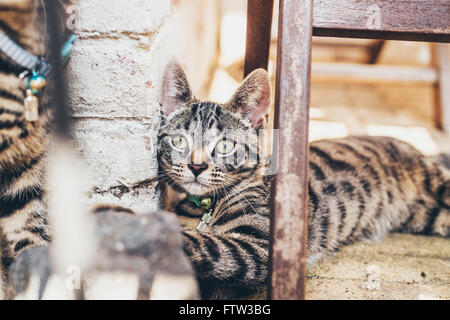 Striped tabby Gatto sdraiato a guardare la fotocamera in appoggio la sua testa contro un gradino in quanto i colleghi intorno a una trave di legno Foto Stock