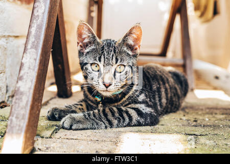 Grigio tabby cat con intensi occhi dorati che giace su di un pavimento lastricato tra capriate in legno a fissare la fotocamera Foto Stock