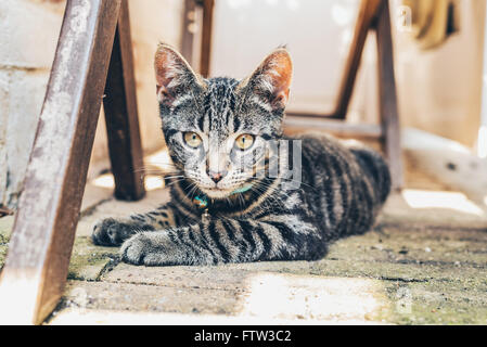 Grigio tabby cat con intensi occhi dorati che giace su di un pavimento lastricato tra capriate in legno a fissare la fotocamera Foto Stock