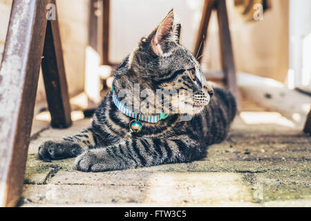 Giovani piuttosto grigio a strisce tabby cat indossa un collare blu giacente guardando intensamente sulla sua spalla come si guarda qualcosa di Foto Stock