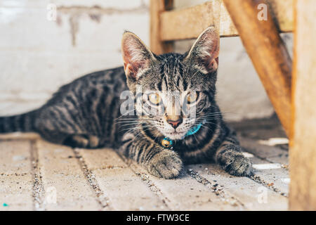 Giovani striped tabby cat fissando attentamente la macchina fotografica con grande golden occhi color ambra e si trova su un pavimento lastricato al fianco di un legno Foto Stock