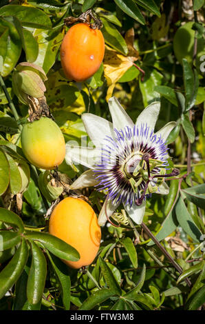 Fiore della passione e frutta che copre una parete faccia in un giardino inglese Foto Stock