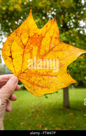 A singolo battente da un tulipano Albero in autunno Foto Stock