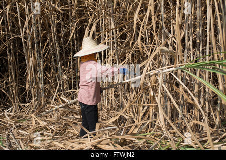 Campo di canna da zucchero e del lavoratore Foto Stock