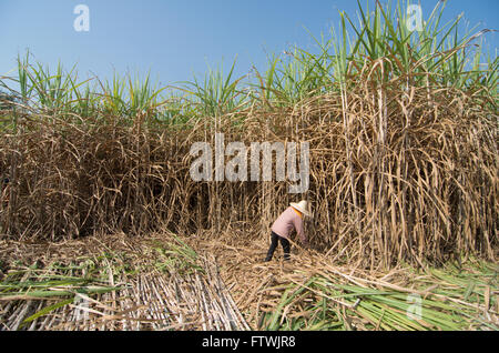 Campo di canna da zucchero e del lavoratore Foto Stock