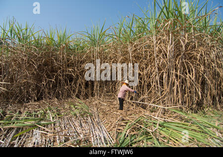 Campo di canna da zucchero e del lavoratore Foto Stock