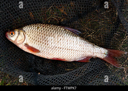 Vista ravvicinata di acqua dolce roach pesce appena preso dall'acqua. La cattura del pesce - comune scarafaggio (Rutilus rutilus). Foto Stock