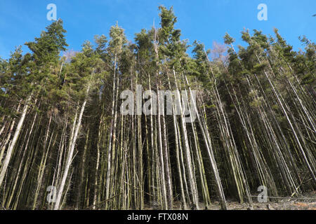 Alberi di pino nella foresta commerciale in Wales UK Foto Stock