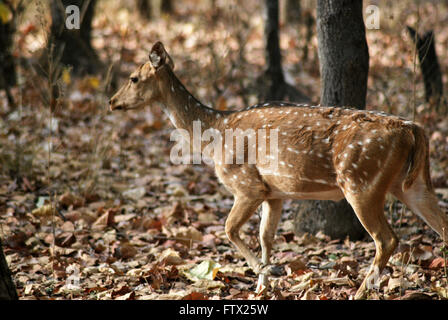 Cervi macchiati Foto Stock