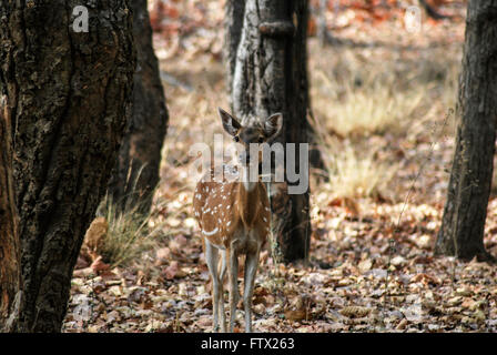 Avvistato cervi, Bandhavgarh national park Foto Stock