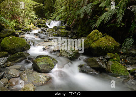 Ridurre la velocità dello shutter cattura acqua cascadeig giù alveari Creek sulla costa ovest, Isola del Sud, Nuova Zelanda Foto Stock