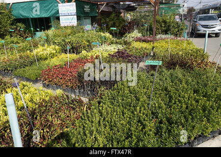 Vivaio Kamthieng presso il mercato dei fiori in Chiang Mai Thailandia Foto Stock