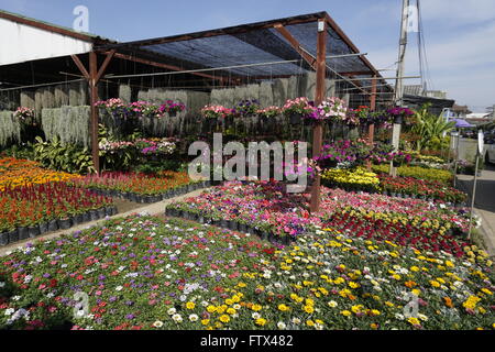 Vivaio fiori a Kamthieng il mercato dei fiori in Chiang Mai Thailandia Foto Stock