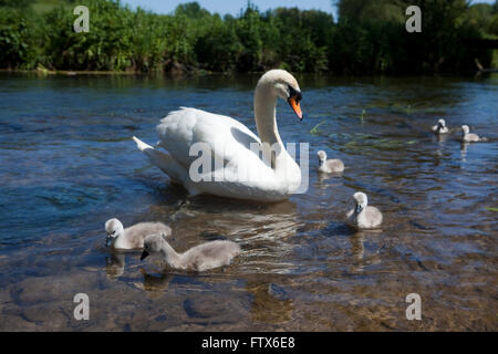 Una famiglia di cigni e prestampati sulle rive di un fiume in Cotswolds, UK. La tenuta di famiglia a maglia swimn giù il fiume con i genitori tenendo un occhio vigile sul piccolo grigio prestampati. Foto Stock