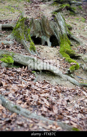 Un cranio interessanti come il viso appare dal nulla in una radice di treee int egli campagna britannica, formata dal vecchio tronco di un albero morto sembra avere spooky cercando occhi e naso prese come un teschio umano o lo scheletro avrebbe. Foto Stock