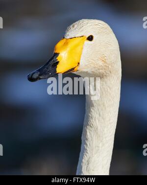 Whooper swan (Cygnus Cygnus) testa in closeup shot. Bellissimo uccello bianco sembra sorridente in primavera. Foto Stock
