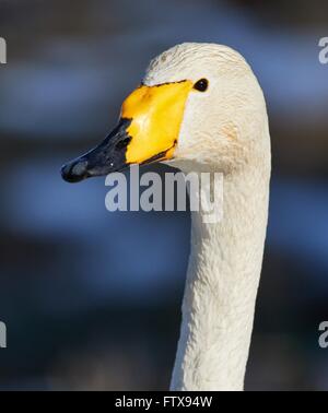 Whooper swan (Cygnus Cygnus) testa in closeup shot. Bellissimo uccello bianco sembra sorridente in primavera. Foto Stock