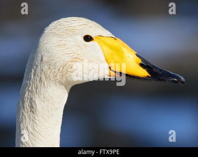 Whooper swan (Cygnus Cygnus) testa in closeup shot. Bellissimo uccello bianco sembra sorridente in primavera. Foto Stock