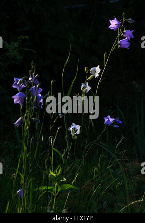 Un bel blu e bianco garden campanula fiori campana in sunset Foto Stock