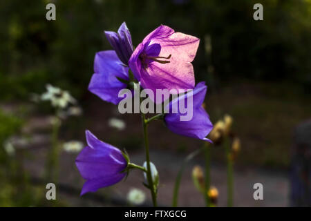 Un bel blu e lilla giardino fiori campanula campana in sunset Foto Stock