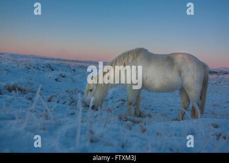 Cavallo al pascolo nella coperta di neve campo al tramonto, Islanda Foto Stock