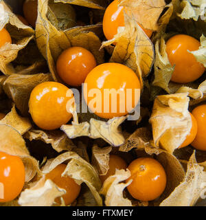 Vista aerea del frutto physalis Foto Stock