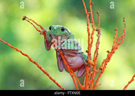 Due losca Rane di albero seduto sulla pianta, Indonesia Foto Stock