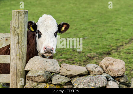 Funny cow guardando oltre il recinto in legno e muro di pietra Foto Stock