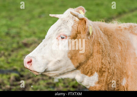 Testa di vacca shoot, concetto di agricoltura. rari pane. Foto Stock