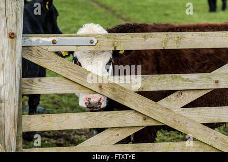 Funny cow guardando oltre il recinto in legno, concetto di agricoltura Foto Stock