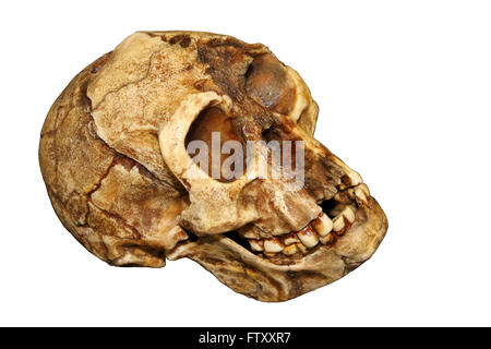 'The Hobbit' Homo floresiensis Foto Stock