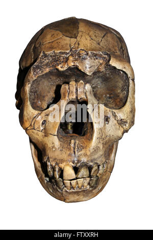 Homo ergaster cranio Nariokotome Boy Foto Stock