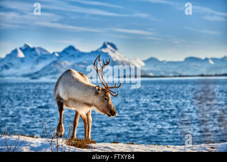 La renna, Rangifer tarandus, in mare con il paesaggio di montagna dell'isola Senja, Troms, Norvegia, Europa Foto Stock