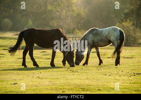 New Forest pony vicino a Beaulieu Road, Hampshire, Inghilterra. Foto Stock