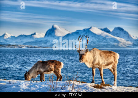 La renna, Rangifer tarandus, in mare con il paesaggio di montagna dell'isola Senja, Troms, Norvegia, Europa Foto Stock