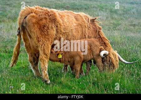 Il lattante di vitello, Scottish Highland bestiame bovino o Kyloe, su un pascolo, Scozia, Gran Bretagna Foto Stock